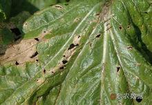 大白菜細菌性角斑病