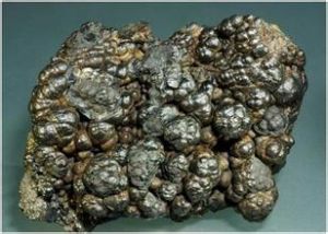 腎狀構造 腎狀構造