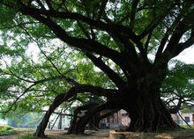 華夏第一榕