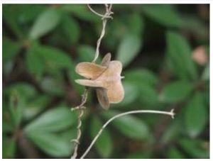 毛褐苞薯蕷 毛褐苞薯蕷