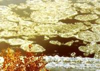 河流冰情 河流冰情