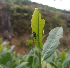 茶麗紋象甲 茶麗紋象甲