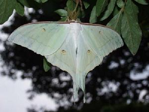 大水青蛾 大水青蛾