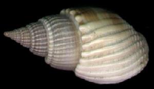 花織紋螺 花織紋螺