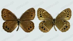 黃環鏈眼蝶