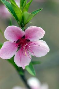 桃花行即吟詠桃花的詩歌