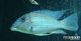 白斑撒旦鱸 白斑撒旦鱸