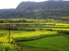 中和鎮[黑龍江省青岡縣中和鎮]