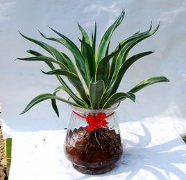 水培龍舌蘭 水培龍舌蘭