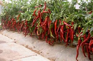 航椒4號 航椒4號