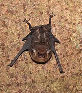 鞘尾蝠科 鞘尾蝠科