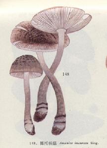 圈托柄菇 圈托柄菇