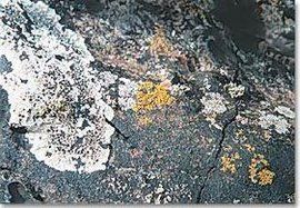 地衣植物門 地衣植物門