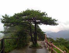 天鹿湖森林公園風景