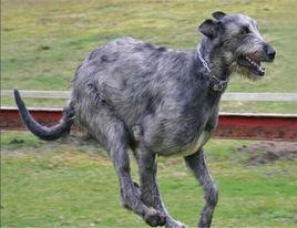 愛爾蘭獵狼犬