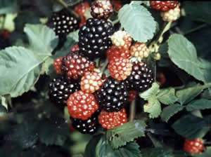 美國黑莓