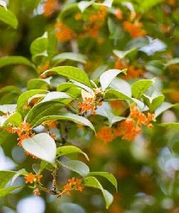 詠桂[李白所作詩]