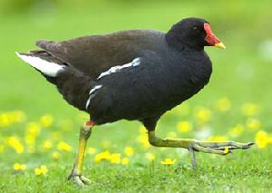 秧雞科 Rallidae 有33屬133種，包括秧雞、田雞、苦惡鳥、水雞、骨頂雞等，分布遍及世界各地，是涉禽中種類最多，分布最廣的一科。我國有9屬20種。中小型涉禽，頭小，喙細長，腿和趾都長。善於快速步行，偶爾也會進行短距離的飛行。常棲息於沼澤，在距水面不高的密草叢中築巢，也常在田裡的秧叢中和谷茬上活動，故名。性膽小，夜行性，以植物嫩芽、種子、昆蟲、蚯蚓以及小型水生動物為食。