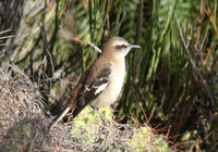 棕背小嘲鶇 棕背小嘲鶇
