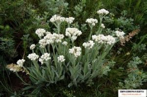 江孜香青 江孜香青