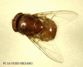 肥軀金蠅 肥軀金蠅