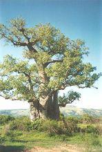 猴麵包樹滿身綠葉