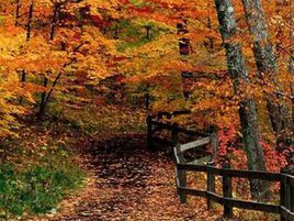 秋天裡找金子 秋天裡找金子