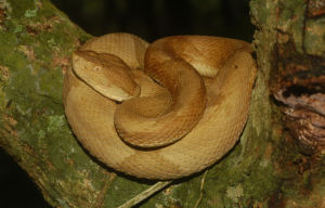 金槍頭洞蛇 金槍頭洞蛇