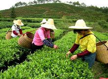 採摘綠茶
