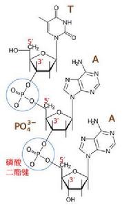 磷酸二酯鍵