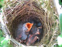 相思鳥[相思鳥屬鳥類的統稱]