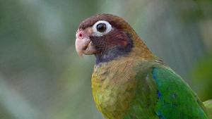 褐冠鸚鵡