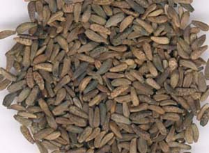 黑龍江牛蒡子 黑龍江牛蒡子