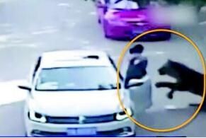 北京八達嶺野生動物園老虎傷人事件