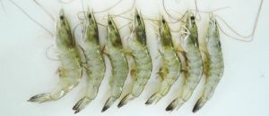 太湖白蝦 太湖白蝦