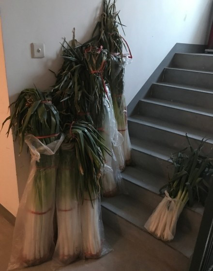 走紅大蔥 走紅大蔥