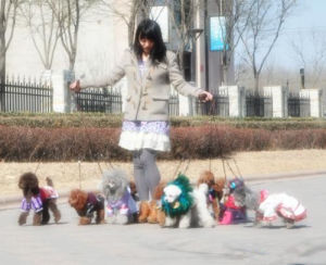北京出現了中國首個“職業遛狗人”馬文迪