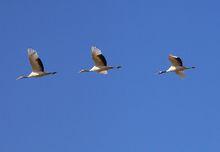 沿海灘涂珍禽國家級自然保護區丹頂鶴