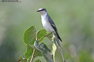 （圖）灰山椒鳥