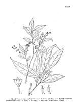 瑤山越桔 瑤山越桔