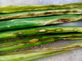 洋蔥紫斑病 洋蔥紫斑病