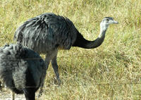 大美洲鴕指名亞種 大美洲鴕指名亞種