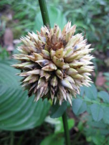 尖苞柊葉 尖苞柊葉