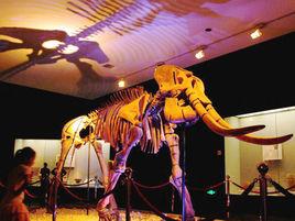 平涼古菱齒象 平涼古菱齒象