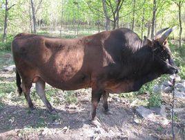 皖東黃牛 皖東黃牛