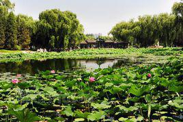 蓮花池[湖北省仙桃市古城蓮花池]