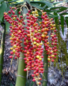 Areca catechu