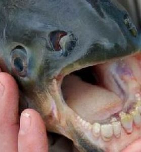 竇氏綿䲁 竇氏綿䲁