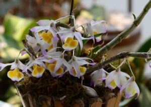 杯鞘石斛 杯鞘石斛