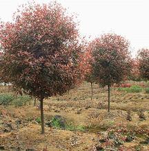 不同季節的紅葉石楠顏色